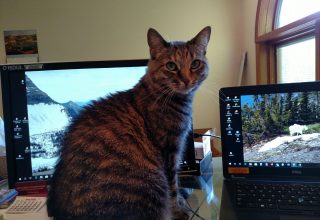 cat sitting in front of computer monitor