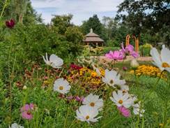 Beautiful flowers bloom at the Iowa Arboretum