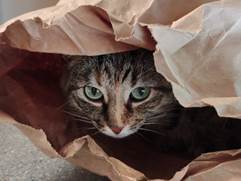 Micah the cat peers out from a paper bag