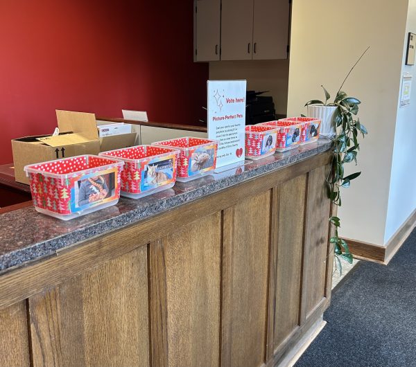 United Way pet photo fundraiser on the second floor of Catt Hall.